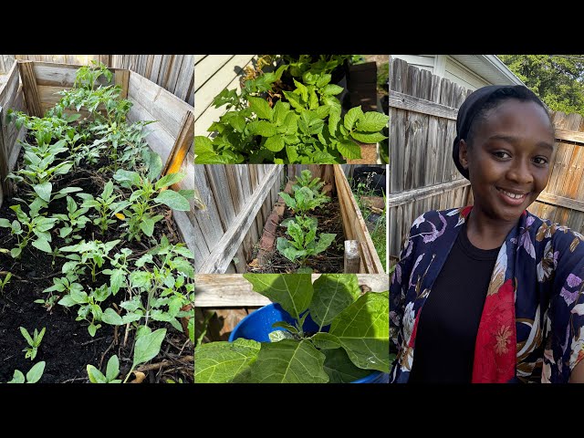 my small backyard garden tour// 2025