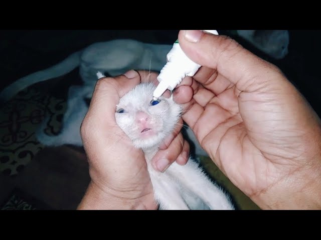 🥺 Giving My Newborn Kittens Extra Eye Care & Hygiene | Tiny Kitten Health Routine 🐱💖