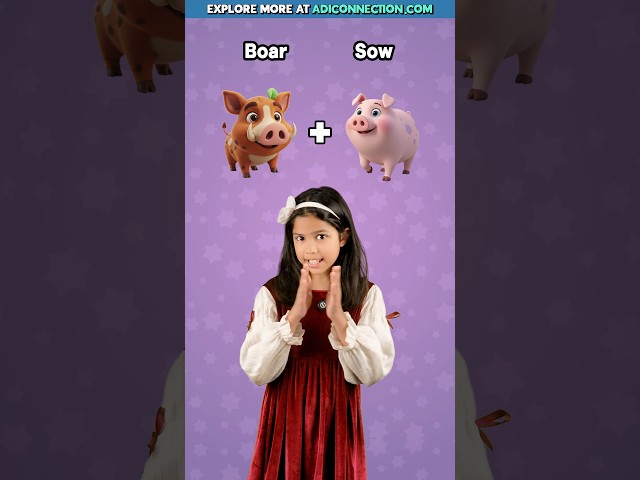 Animal Gender Names 🐔 | English Vocabulary for Kids, Adi Connection AC #shorts