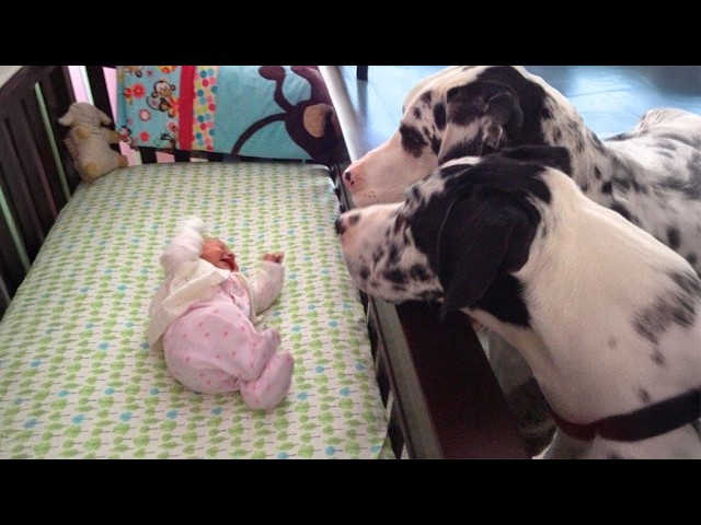 Dog Can’t Handle His Emotions At First Time Seeing His Baby Sister 😭