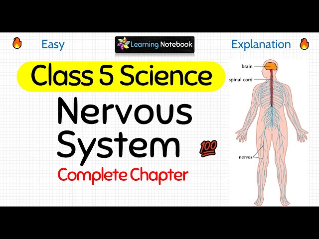 Nervous System (Complete Chapter)