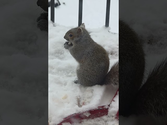 POV: Feeding a Hungry Squirrel in Winter… Watch What Happens on My Balcony ❄️🐿️Everyone Can Relate