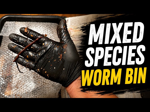 Checking My Mixed Species Worm Bin | Feeding, Moisture & Healthy Worms #vermicompost
