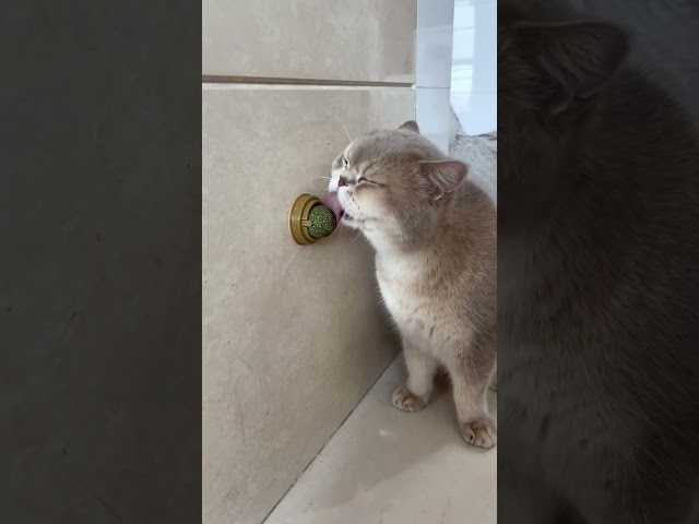 Catnip Toys Your Feline Friend Can’t Resist! #cat