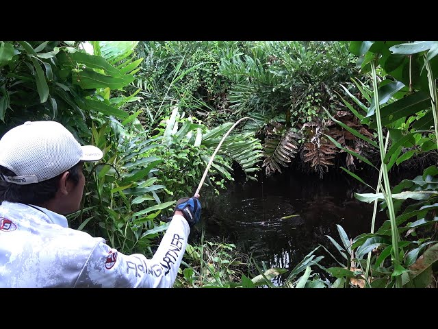 Found a black water fishing spot, the catfish are really gacor!!! #SG-123