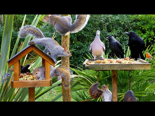 🔴 CAT TV 24/7 ❄️ Winter Birds & Squirrels Visit the Birdtables 🐿️ Videos for cats 4K HDR