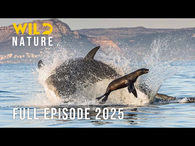 OCEAN PREDATORS | Clash of the Most Terrifying Giants | Animal documentary
