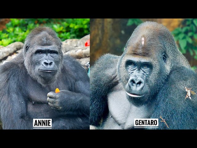 Young Gorillas in a Good Mood | Update on GENTARO & ANNIE