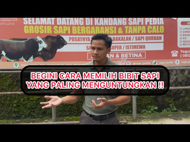 UPDATE HARGA SAPI TERBARU‼️GROSIR SAPI TER-MURAH DI JAWA TENGAH‼️SALAM ABC ASAL BATI CULKE 