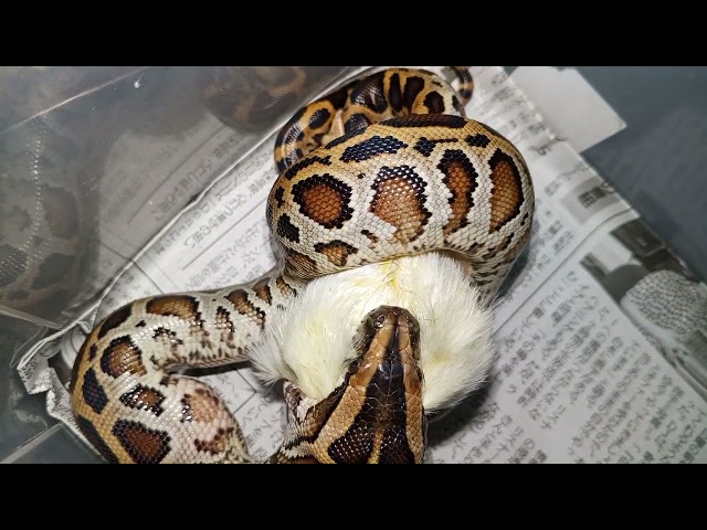 Burmese python hatchling feeding chick