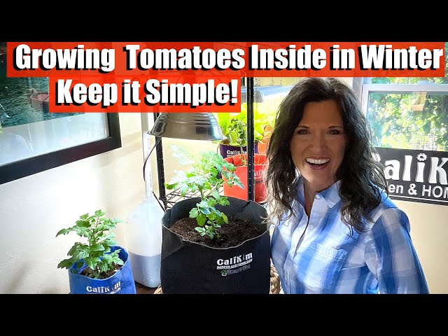 How to Grow Tomatoes Inside in Winter - The Key is Keep it Simple! 🍅☃️