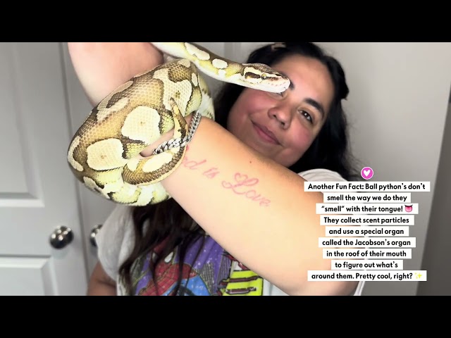     Ball Pythons Are Cooler Than You Think 🐍💛