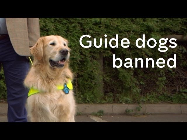 No Go Britain: guide dog users whose dogs are turned away