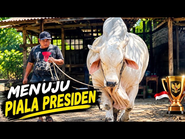 Siap Turun Di Kontes Piala Presiden|Wongso Sapi PO Kebumen Jumbo 