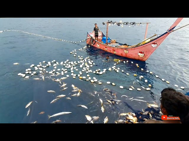 Pukat cincin, Nelayan Indonesia Dapat Banyak Ikan, luar biasa hasil tangkapan Nelayan Indonesia