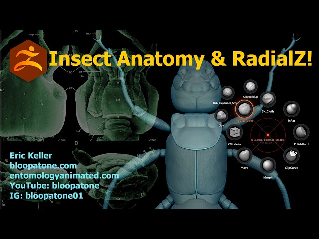 Insect Anatomy with Eric Keller:  Earwig Part 8