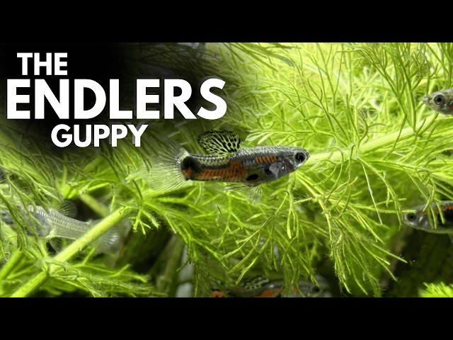 ENDLERS Lifebearers - keeping & breeding, life cycle, biology, history, origins and sexual behavior