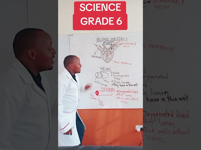 Blood circulatoryblood vessels  grade 6 science and technology