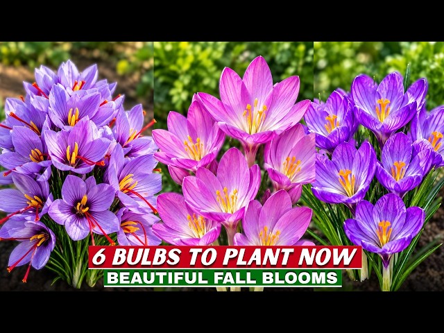 Plant These 6 Bulbs NOW for Magical Fall Flowers in Just 4 Weeks
