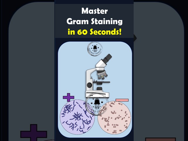 Master Gram Staining in Just 60 Seconds! 🔬 🦠 #gramstaining  #microbiology  #labtechniques