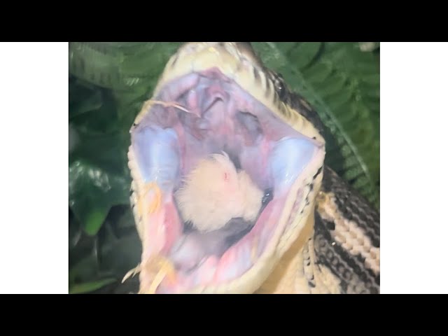 Python eating rabbit!😲