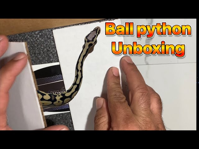 My first ball python unboxing!