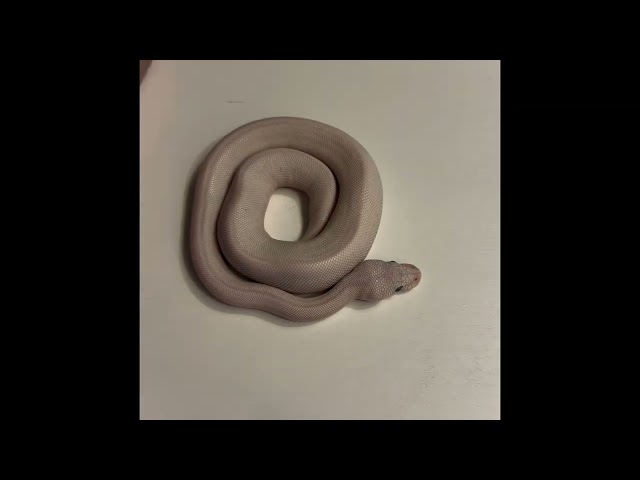 White Ball Python 