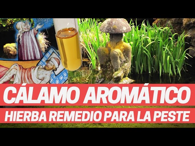 CÁLAMO AROMÁTICO, Acorus Plantas medicinales del remedio medieval para la peste negra de Nostradamus