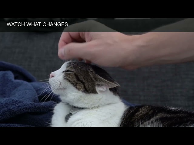 Why Does Your Cat Bite You While You’re Petting Them?