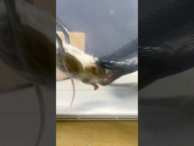 AODA | Mexican Black Kingsnake | #strike #short 🖤🎬 (02.10.25)