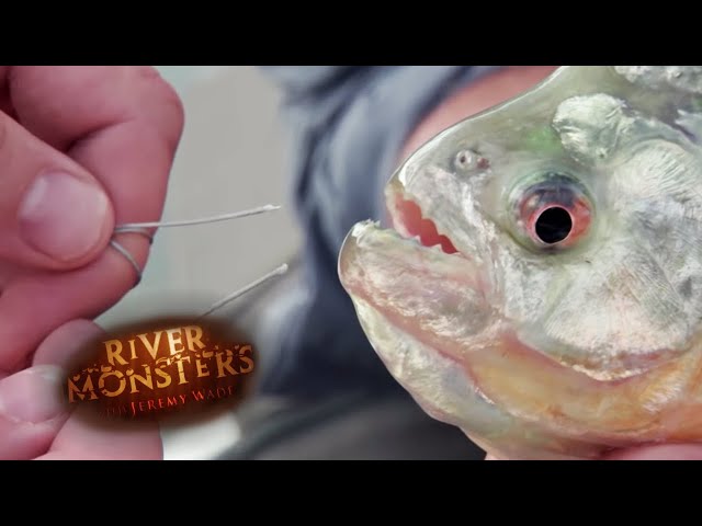 This Piranha Can Bite Through Steel! | PIRANHA | River Monsters
