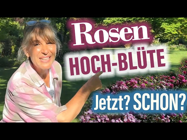 HIGH BLOOM 🌹 SUMMER-BLOOMING ROSES 🌹 THE BEST VARIETIES & Tips