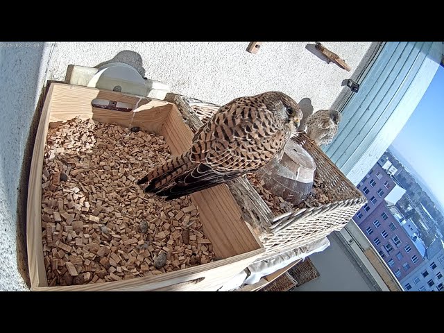 Falco tinnunculus brunensis - cam 1-20