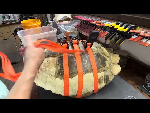 Restoration of an adult female sulcata tortoise - PT 14