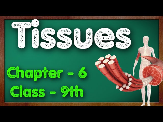 Tissues Class 9 Science Chapter 6 Biology Part 1 CBSE NCERT KVS