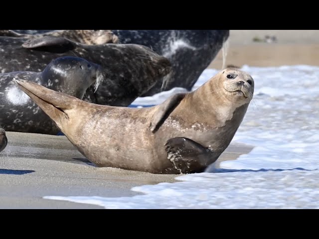 2 Hours of Sleepy Seals