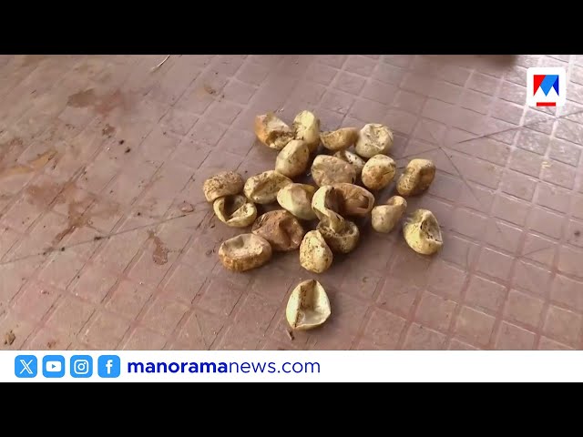 22 Python hatchlings and eggs found in Thrissur house | Thrissur | Python Rescue