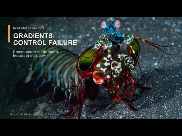 5 Animal Engineering Tricks We're Still Learning to Copy