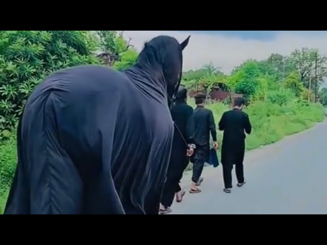 Zuljanah Ghulam e Ali Badshah Full Preparation | Zuljanah ki Tyari | Biggest Zuljanah |