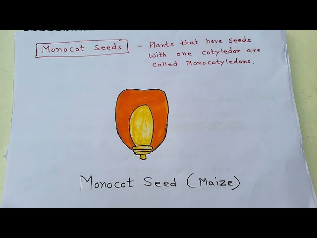 Class 6 Science Chapter 2 | Diversity in the Living World | Handwritten Notes 2026