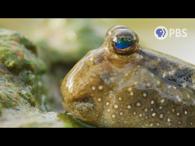 These Mudskipper Fins Were Made For Walking | Deep Look