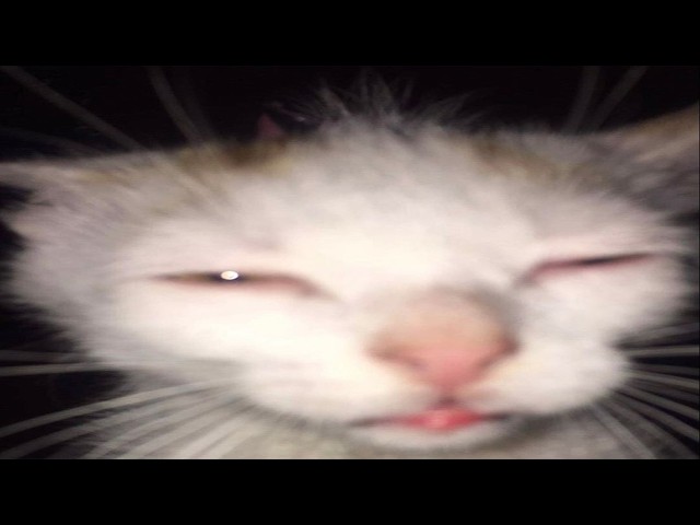 Top 5 Squewe Approved Memes