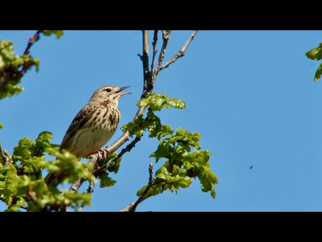 A tree pipit song and courtship display flight June 2023 (Anthus trivialis)