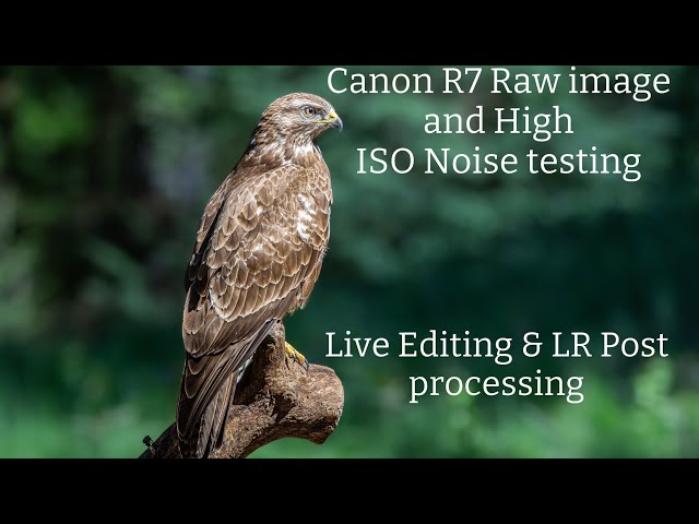 Canon R7 & RF 500 best High ISO Camera | Lightroom RAW Bird photography editing #birds #wildlife