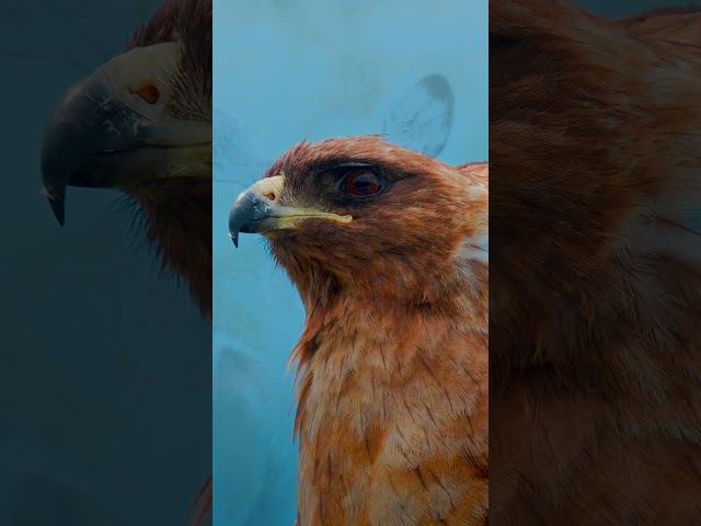 OLED TEST 4K HDR Dolby Vision | 4K Video ULTRA HD 120fps