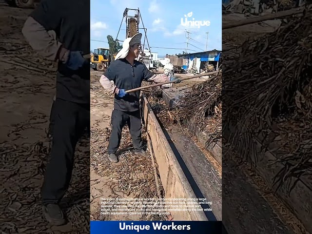 Workers Processing Harvested Crops on Outdoor Conveyor Belt