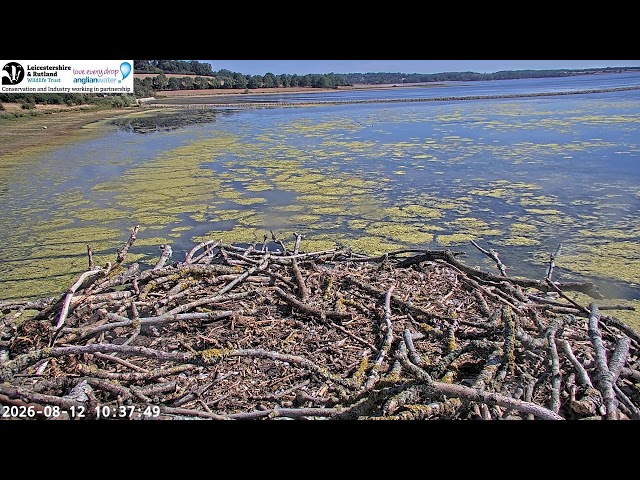 LRWT - Manton Bay Ospreys Live Webcam (Close-up)