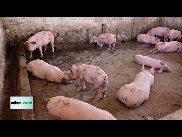 Cuánto cuesta producir un cerdo, y porque al pequeño productor se le hace difícil crecer