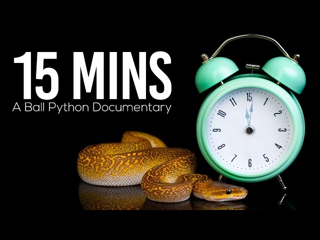 15MINS | A Ball Python Documentary