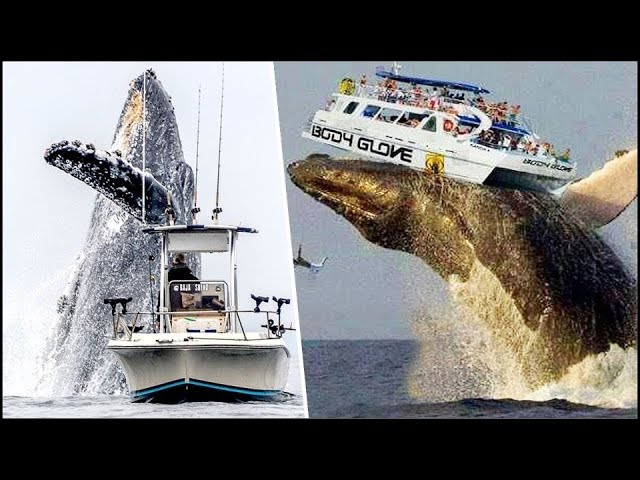 Enormes ballenas atacan barcos... ¡Increíble! - 20 Ballenas Más Grandes Captadas en Video